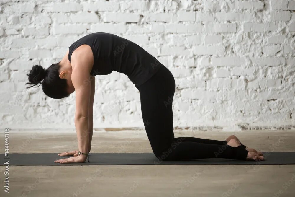 Поза собаки в йоге фото Young yogi woman practicing yoga concept, standing in Cat exercise, Marjaryasana