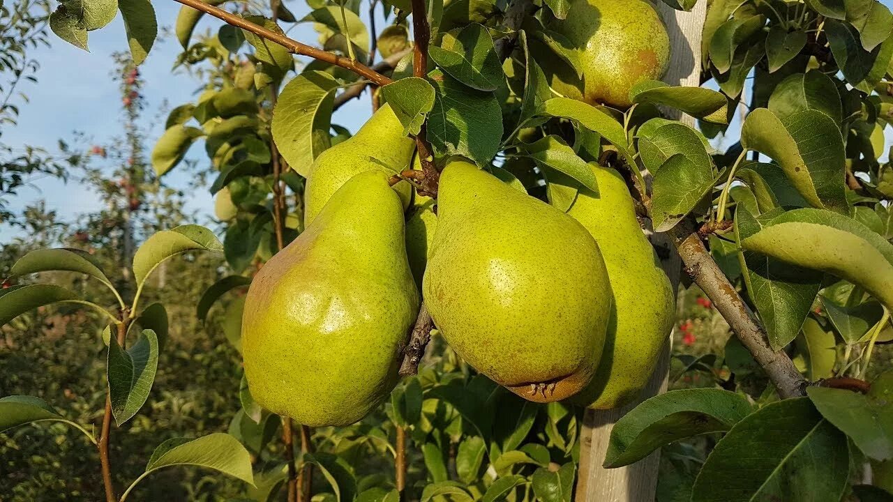 Поздние груши сорта с фото Груша Ноябрьская купить в питомнике - Эко-Питомник