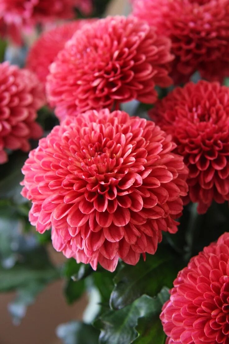 Поздние сорта хризантем с фото и названиями chrysanthemum veludo Fleur de chrysanthème, Fleurs anniversaire, Chrysanthème