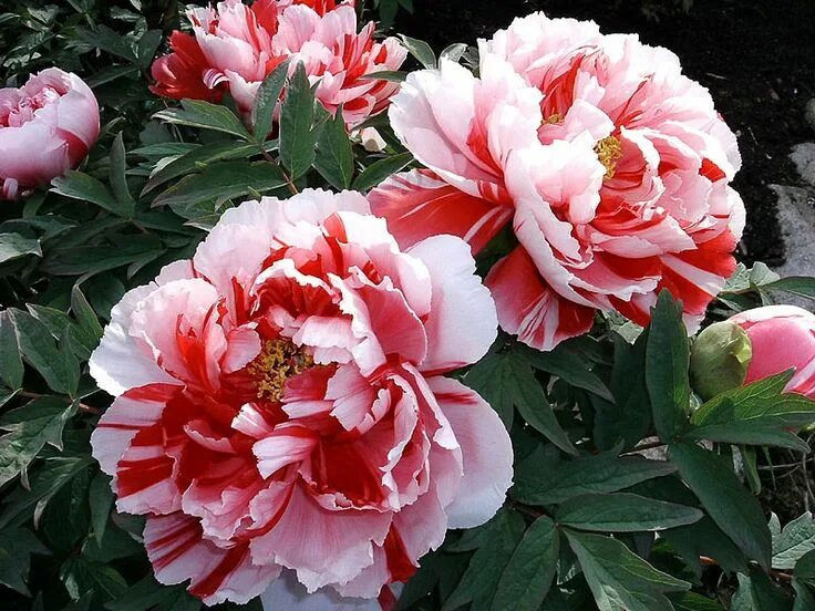 Поздние сорта пионов фото PAEONIA SUFFRUTICOSA Shima-nishiki. Пион древовидный Сима-Нишики Blüten