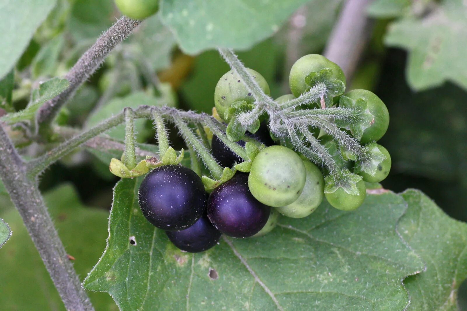 Поздника ягода википедия фото Black Nightshade