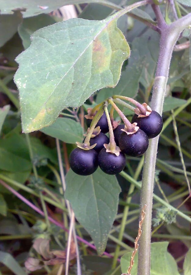 Поздника ягода википедия фото и описание Solanum nigrum - Image of an specimen - Plantarium