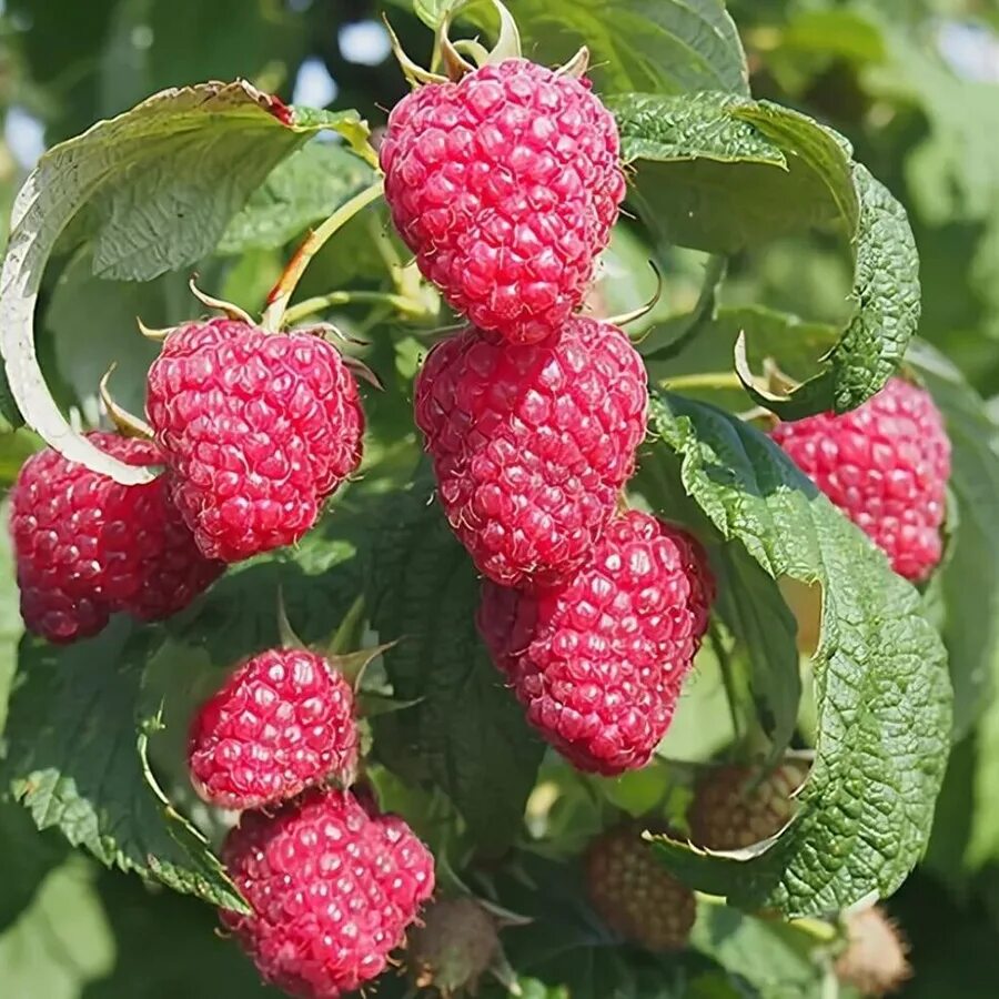 Поздняя малина сорта и фото Купить Малина ремонтантная Polana - Малина - GardenPlants