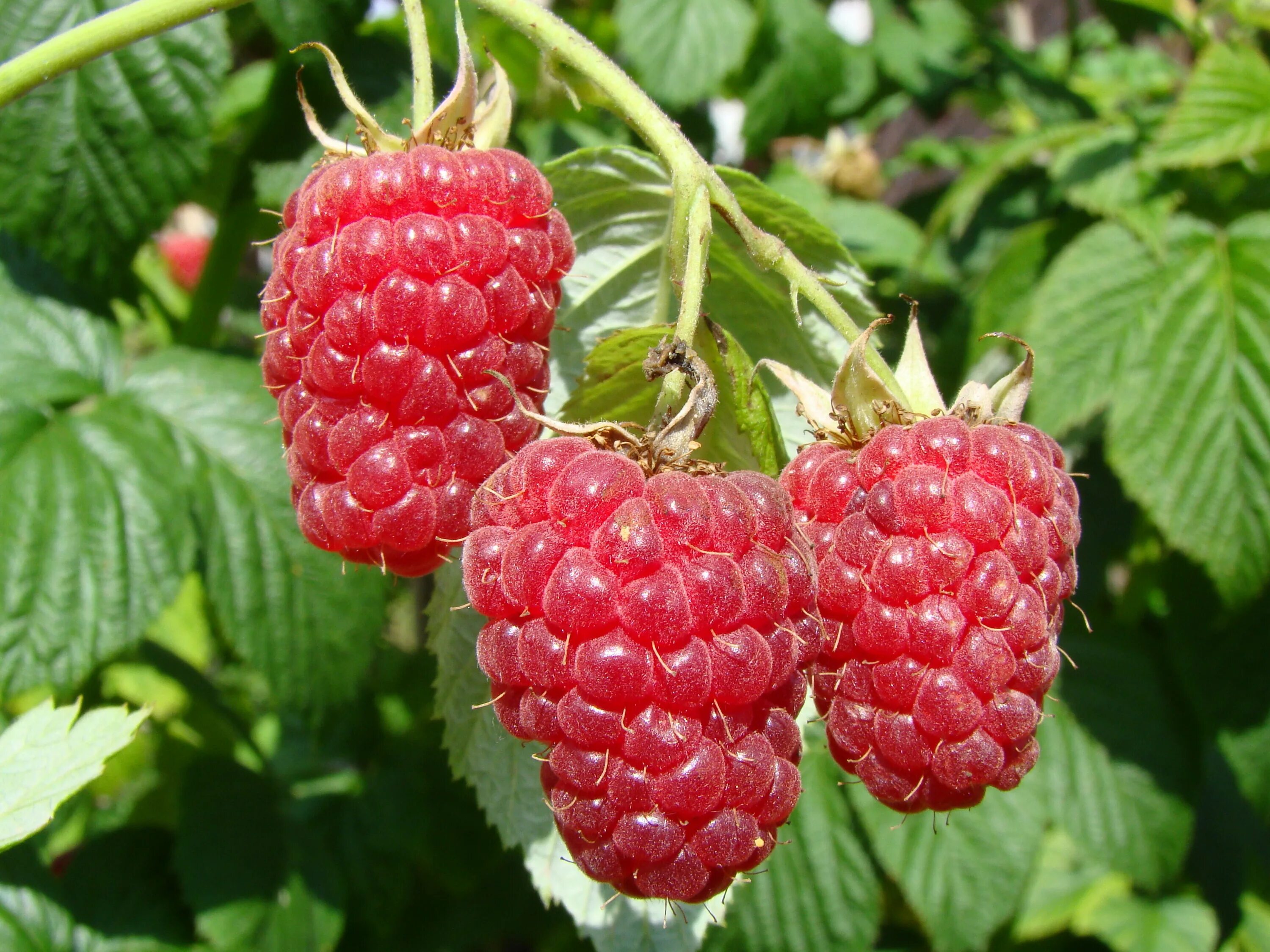 Поздняя малина сорта и фото Малина Ремонтантная Геракл (Rubus idaeus) Саженец/30-40 см./2 года/2л/Закрытая (