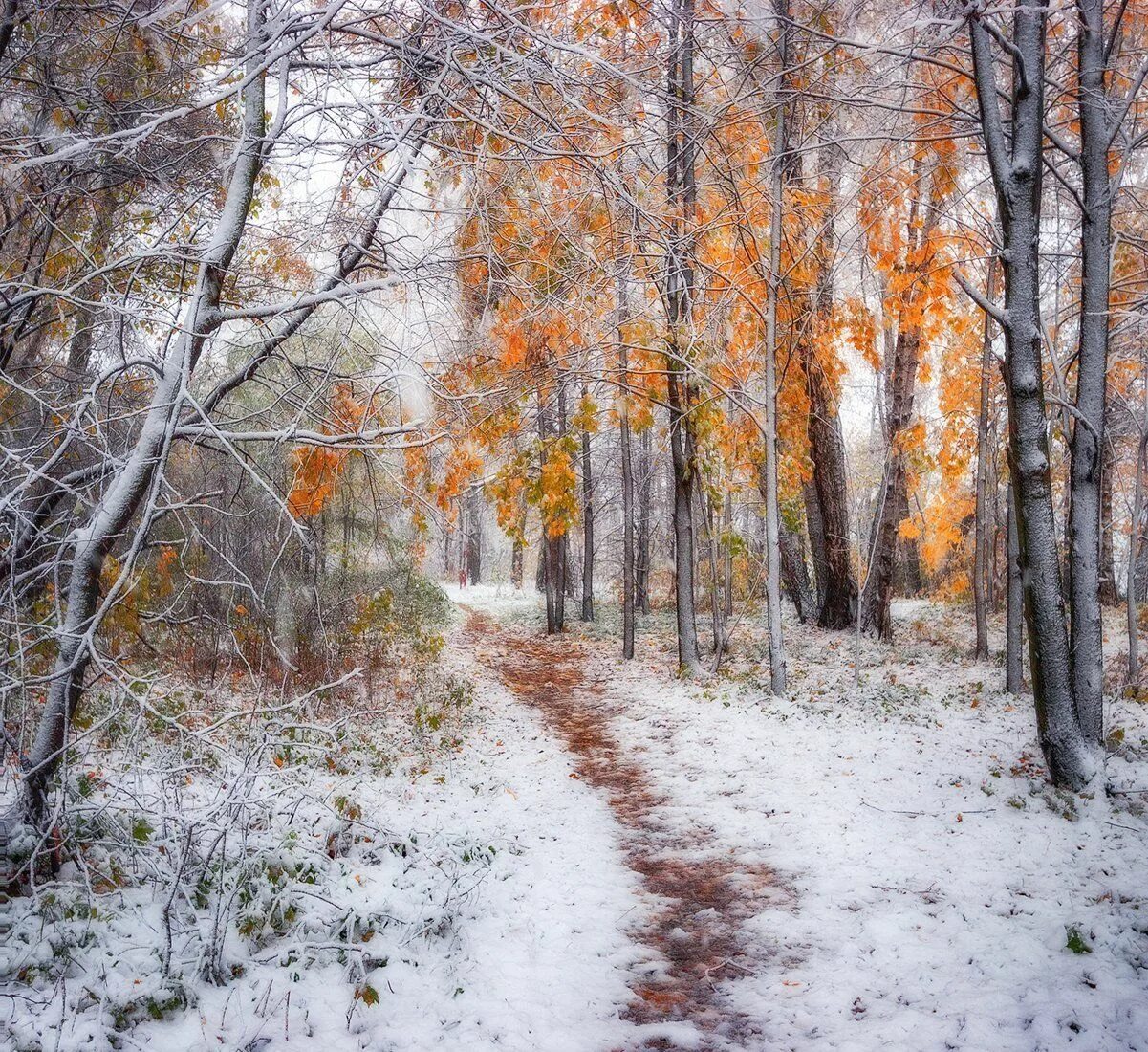 Поздняя осень фото Подмосковье. Photographer Vladimir Lipetskikh