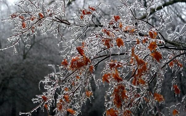 Поздняя осень фото красивые Ноябрь. Холодно. Ветрено. Снег. Погода, созданная для горячего чая, шоколада, те