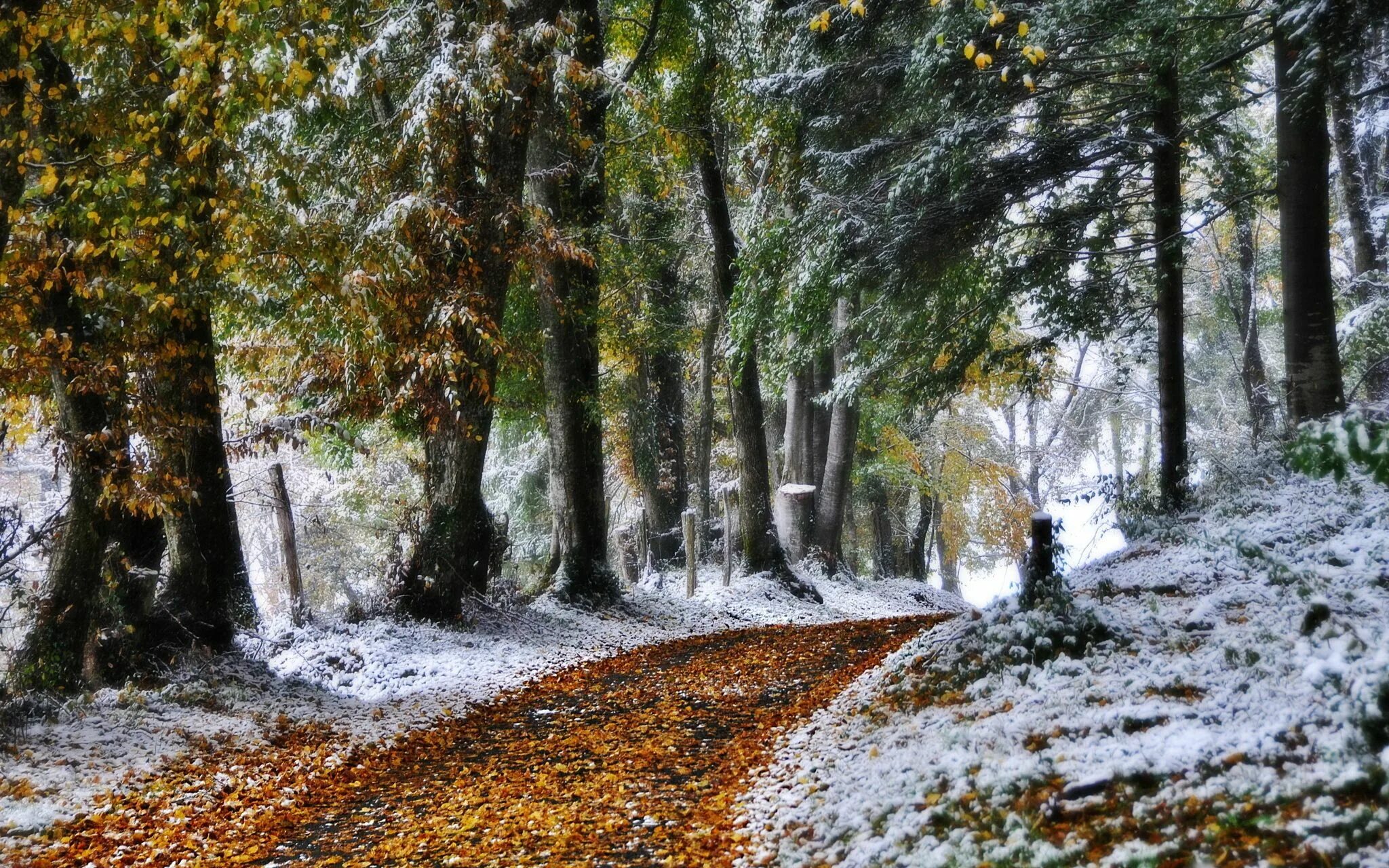 Поздняя осень фото красивые Podobny obraz Winter nature, Forest path, Winter pictures