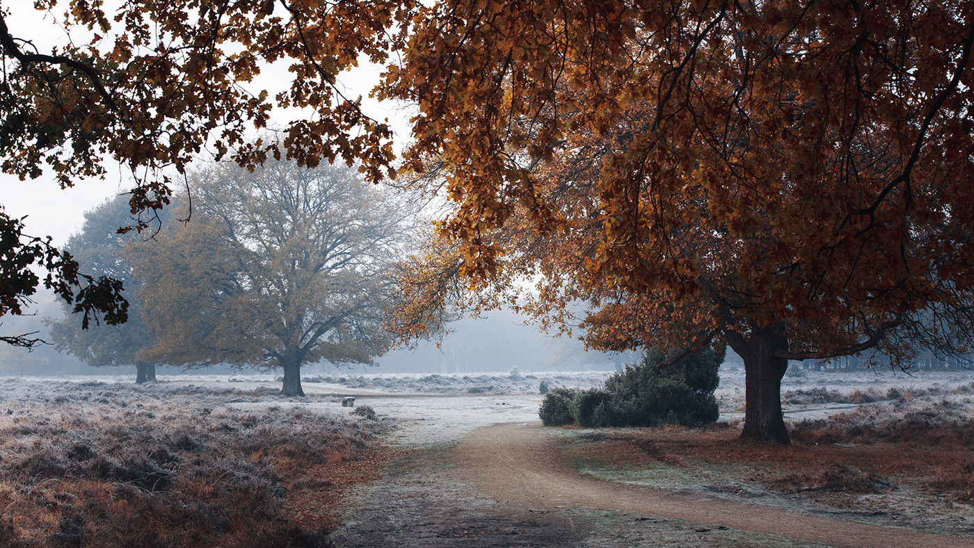 Поздняя осень фото на рабочий стол Autumn in Overijssel (5) Images :: Behance