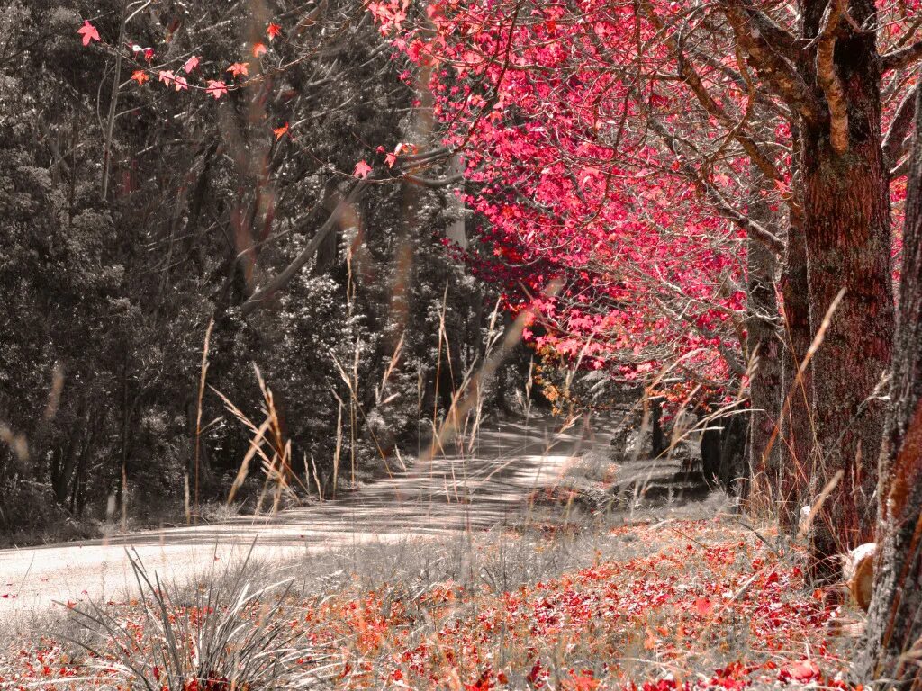 Поздняя осень фото на рабочий стол Download wallpaper road, autumn, forest, trees, section nature in resolution 102