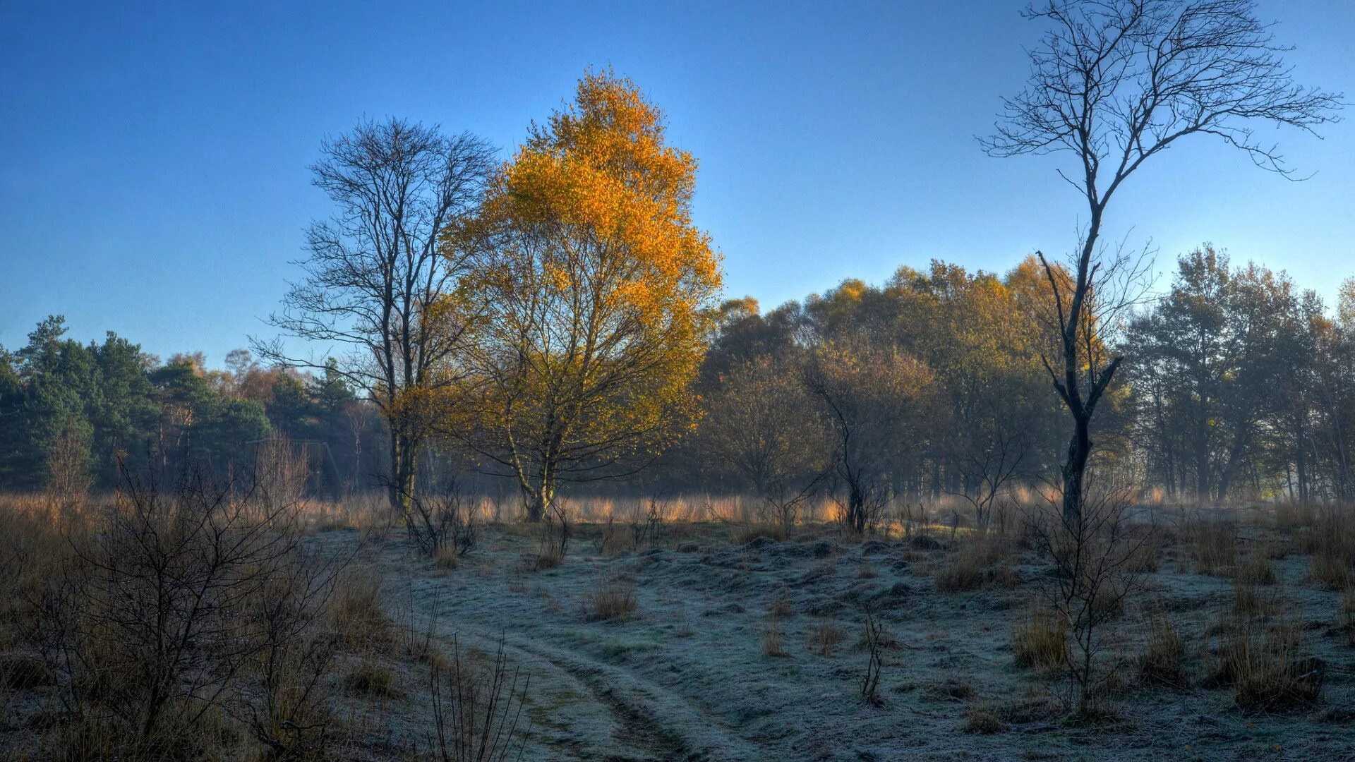 Поздняя осень фото на рабочий стол Download wallpaper frost, autumn, the sky, trees, morning, section nature in res