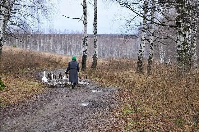 Поздняя осень в деревне фото Станица Котуркульская OK.RU