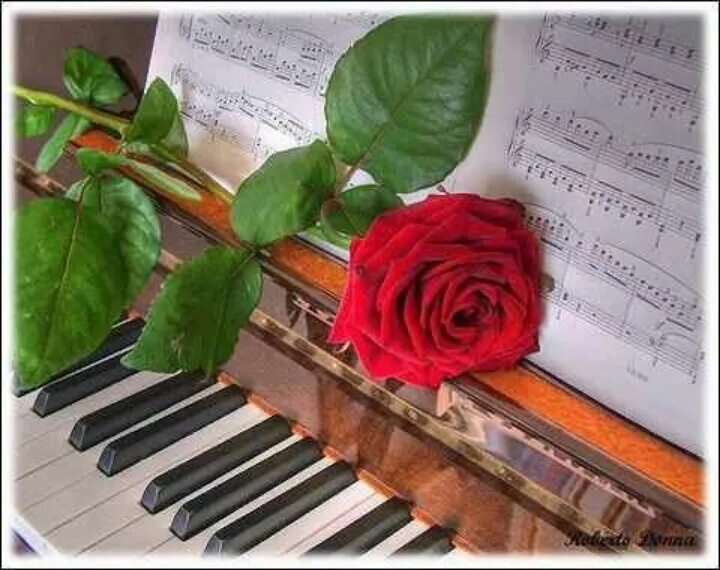 Поздравление с днем учителя музыкальной школы картинки Rose song Imagenes de pianos, Imágenes de musica, Flores increíbles