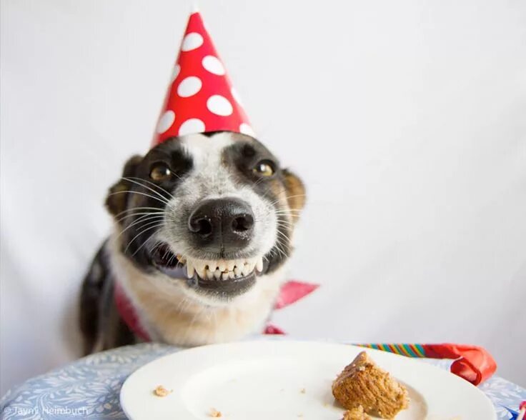 Поздравление с днюхой фото happy-birthday-smiling-dog Niner, who seems very pleased with his cake this year