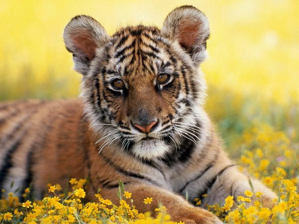 Пожалуйста картинки животных Tiger Cub www.affiliatemarketers.ga Wild cats, Big cats, Cats and kittens