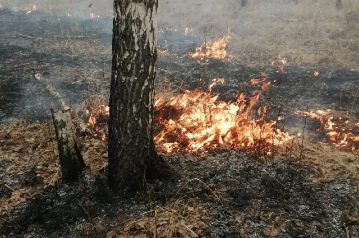 Пожар в лесу фото В Омской области ввели режим ЧС из-за пожаров АиФ Омск