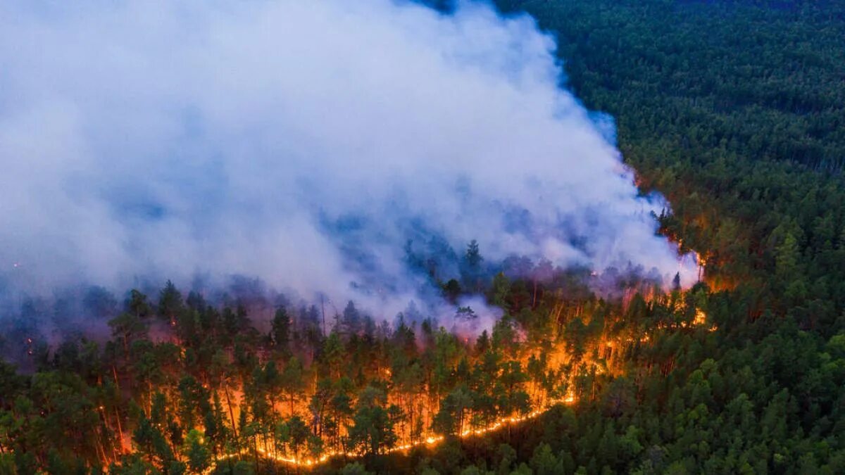 Пожар в лесу фото Пожары в Сибири отразятся на экологии Казахстана, заявили специалисты