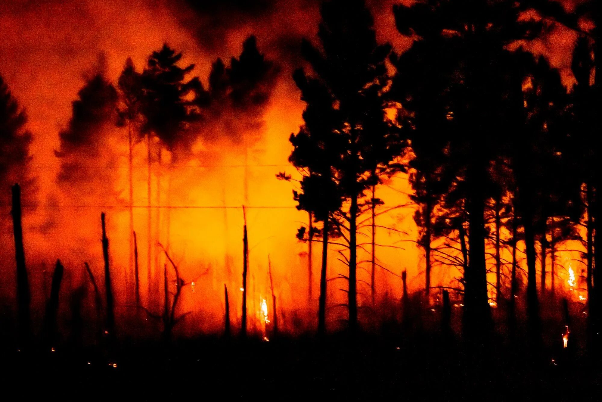 Пожар в лесу фото На Кубани жителям запретили гулять в лесу и разводить костры из-за возможных пож