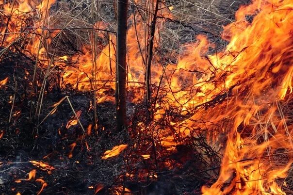 Пожар в лесу фото В регионах России начались лесные пожары! Полыхает тайга, это только начало. С м