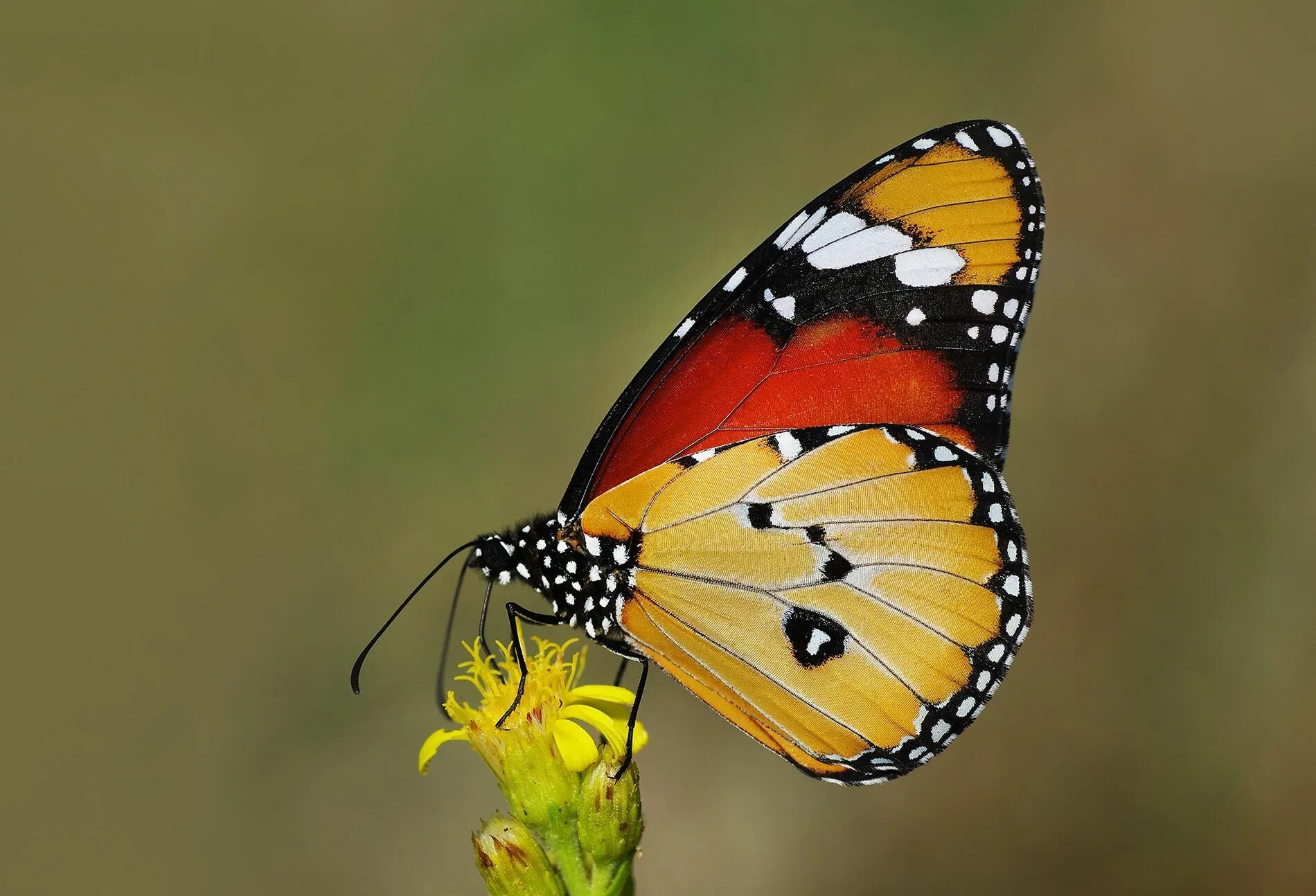 Пожарница бабочка фото Danaus chrysippus Фотографии, Бабочки, Цветы