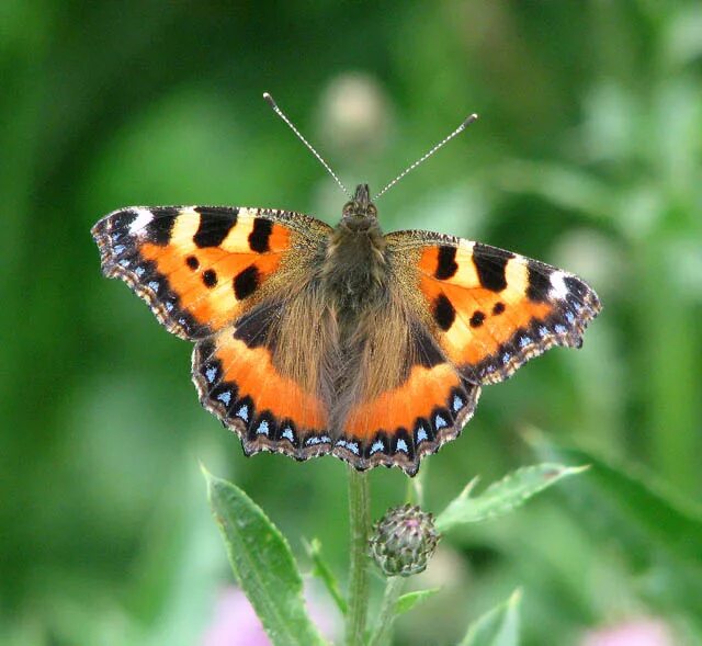 Пожарница бабочка фото Small Tortoiseshell Butterfly (Aglais... © Evelyn Simak :: Geograph Britain and 