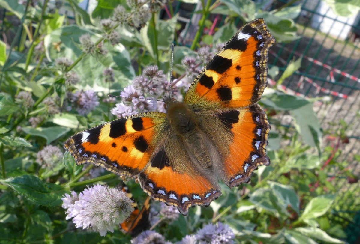 Пожарница бабочка фото Free Images : plant, flower, summer, wildlife, pattern, insect, colorful, close,