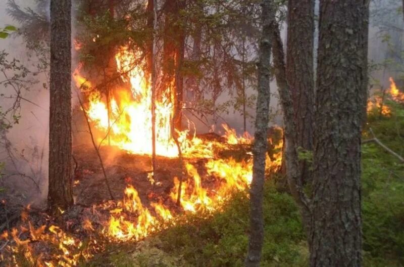 Пожароопасный сезон закрыт фото Пожарная безопасность