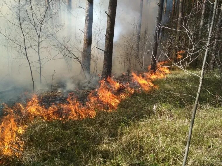 Пожароопасный сезон закрыт фото Госинспекторы лесной охраны предупредили о рисках пожароопасного сезона