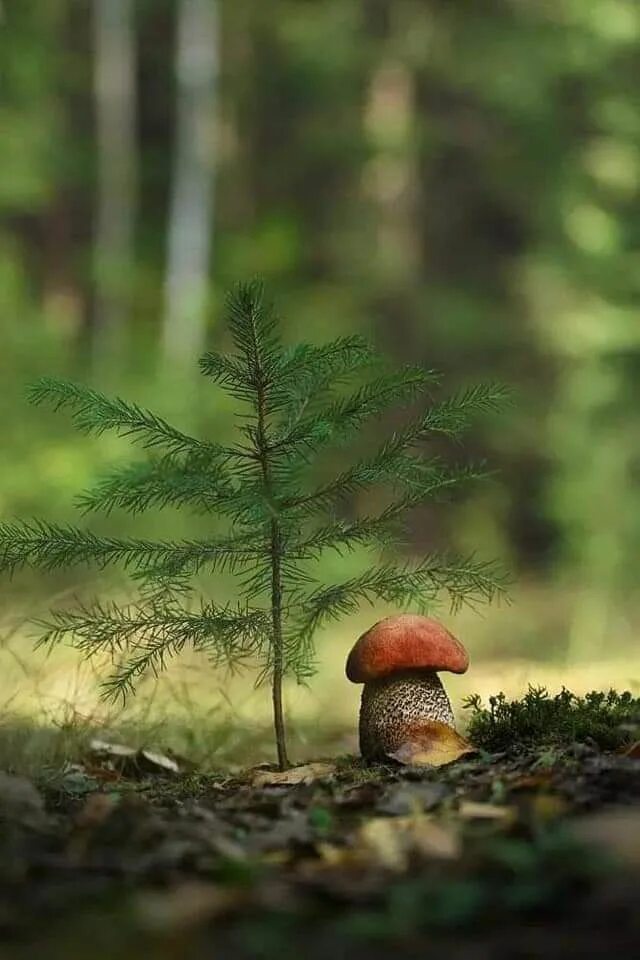 Пожелание доброго утра картинки с грибами Pin by Sveta Savka on Грибы Mushroom pictures, Stuffed mushrooms, Nature photogr