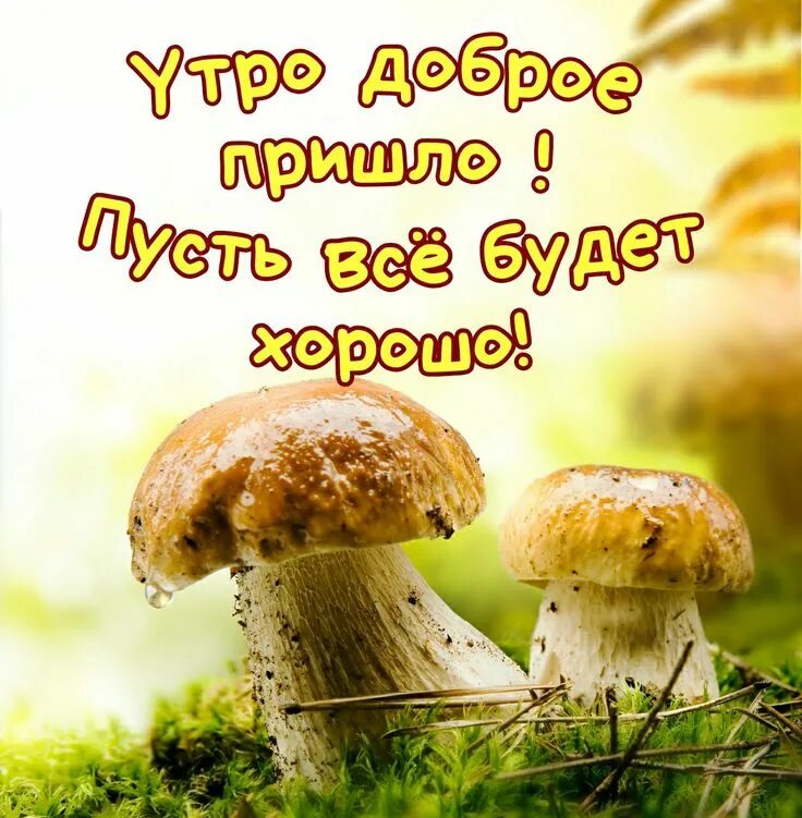 Пожелание доброго утра картинки с грибами Pin by Ольга on Доброе утро Birthday greeting message, Instagram posts, Good mor