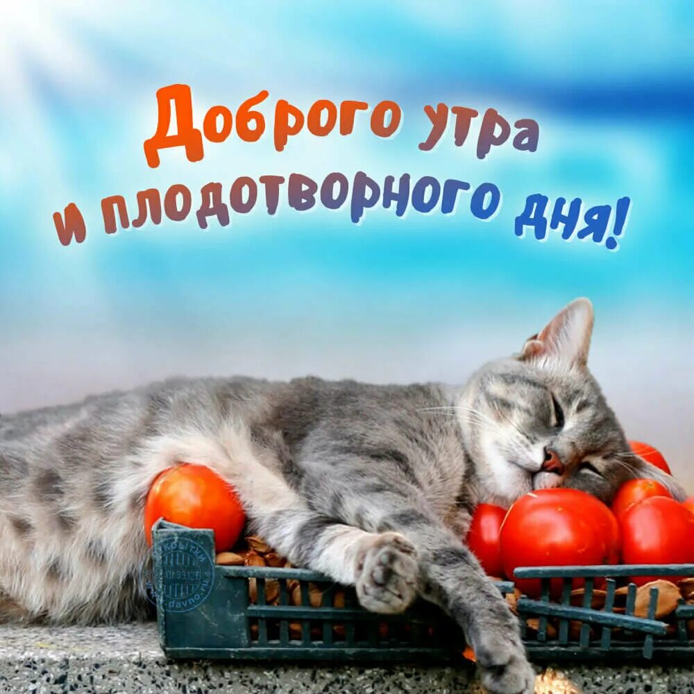 Пожелание хорошего утра картинки прикольные Самая Красивая Открытка с Лучшими Пожеланиями! С Добрым Утром! ОТПРАВЬ КОЛЛЕГАМ 