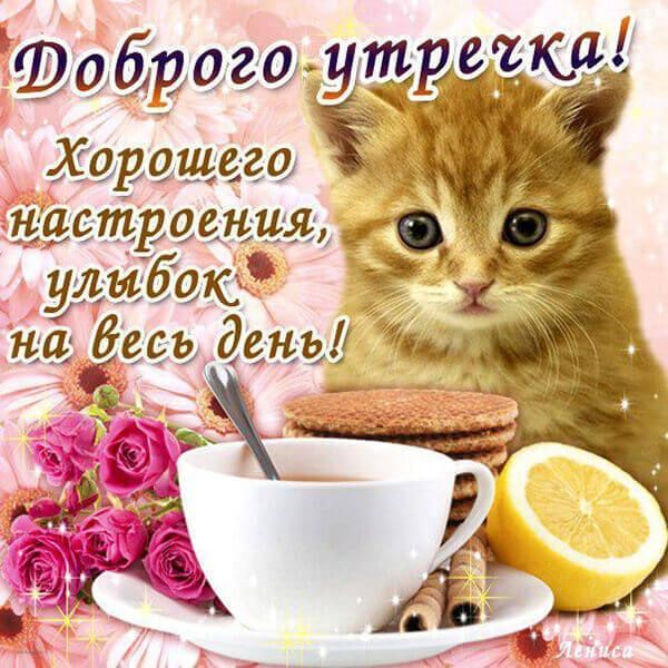 Пожелание хорошего утра картинки прикольные С добрым утром картинки прикольные с надписями (35 фото) Cat quotes funny, Cat q