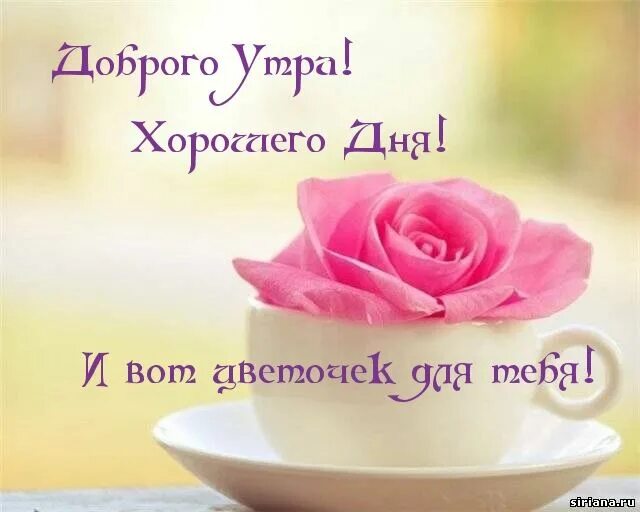 Пожелания с добрым утром девушке картинки красивые Доброго Утра! Rose