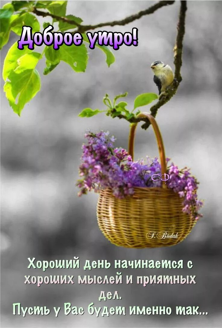 Пожелания с добрым утром с картинками природы Pin by Светлана on Доброе утро Good morning cards, Good morning greetings, Good 