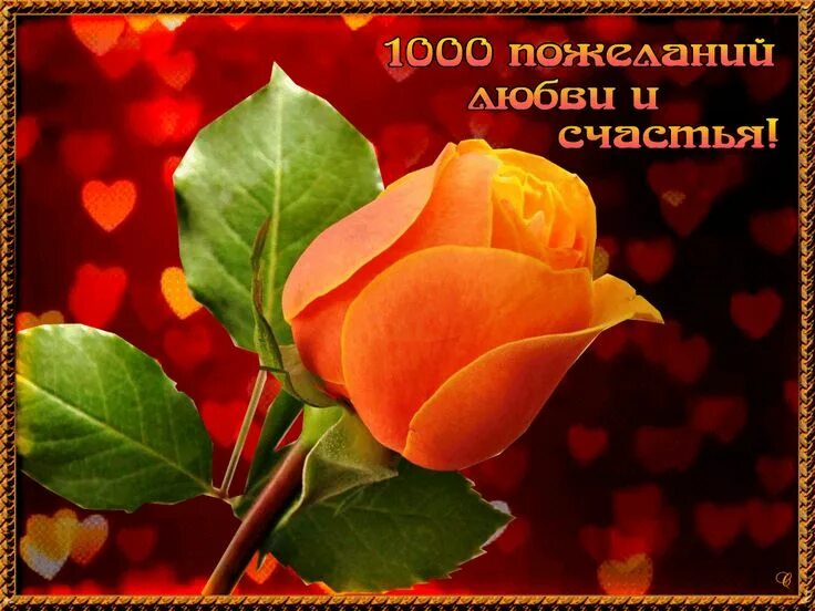 Пожелания счастья картинки красивые с пожеланиями Одноклассники Flower images, Plants, Flowers