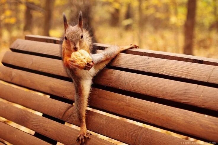 Позитивная картинка для поднятия настроения утром Pin by Elena El on зверьё Squirrel, Animals wild, Chipmunks