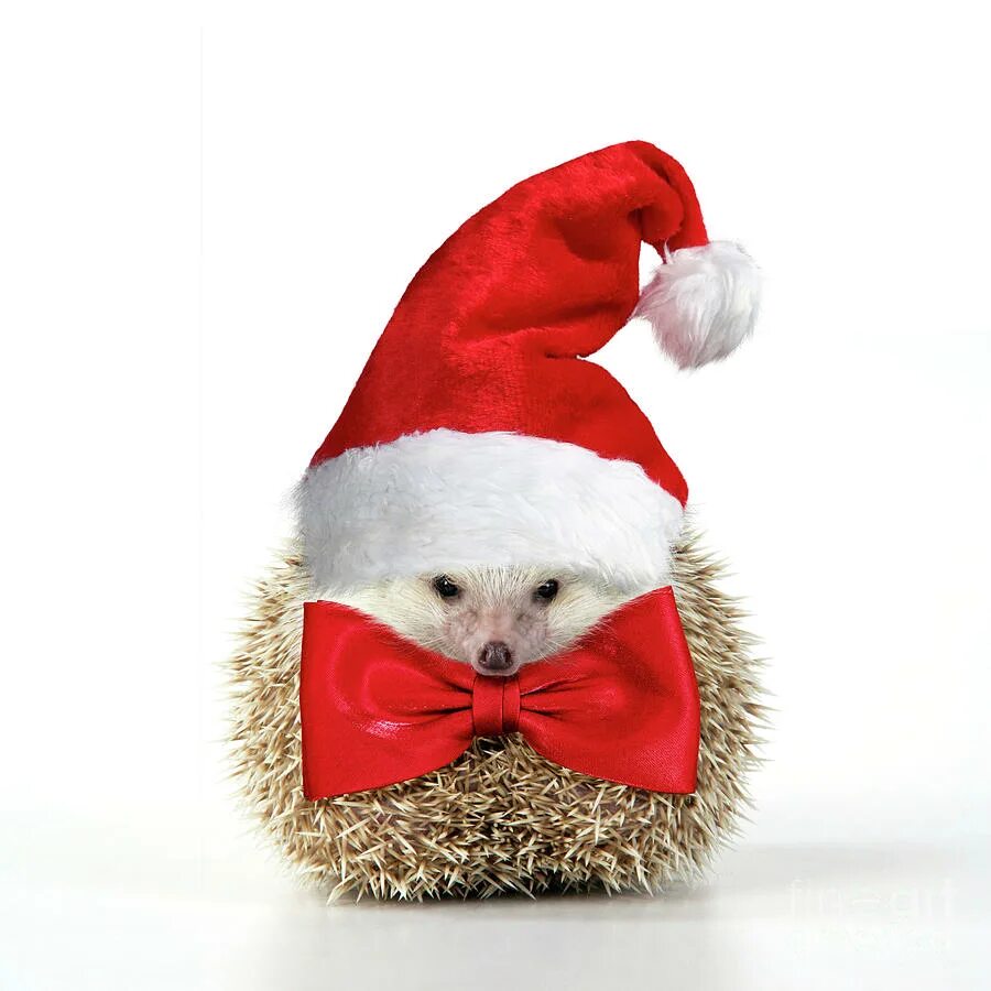 Позитивная картинка новый год hedgehog in christmas hat Online Sale, UP TO 66% OFF