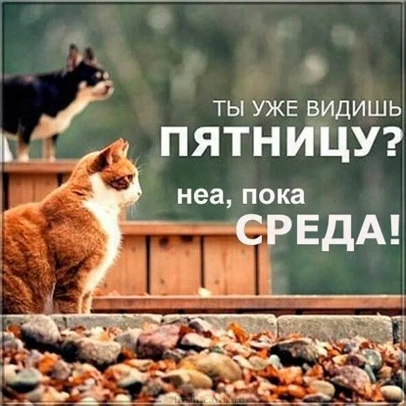 Позитивная пятничная картинка #поздравления #открытки en 2024 Humour, Animaux, Citation