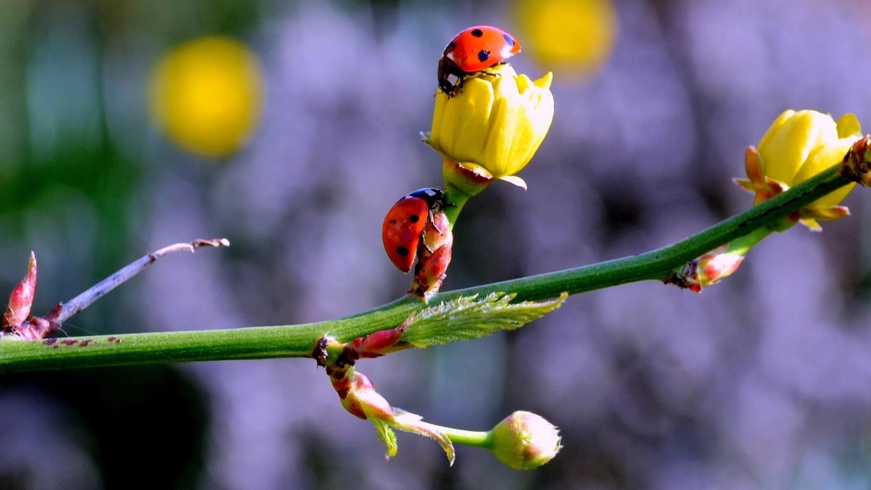 Позитивная весенняя картинка Wallpaper : nature, parrot, branch, insect, green, yellow, wildlife, blossom, sp