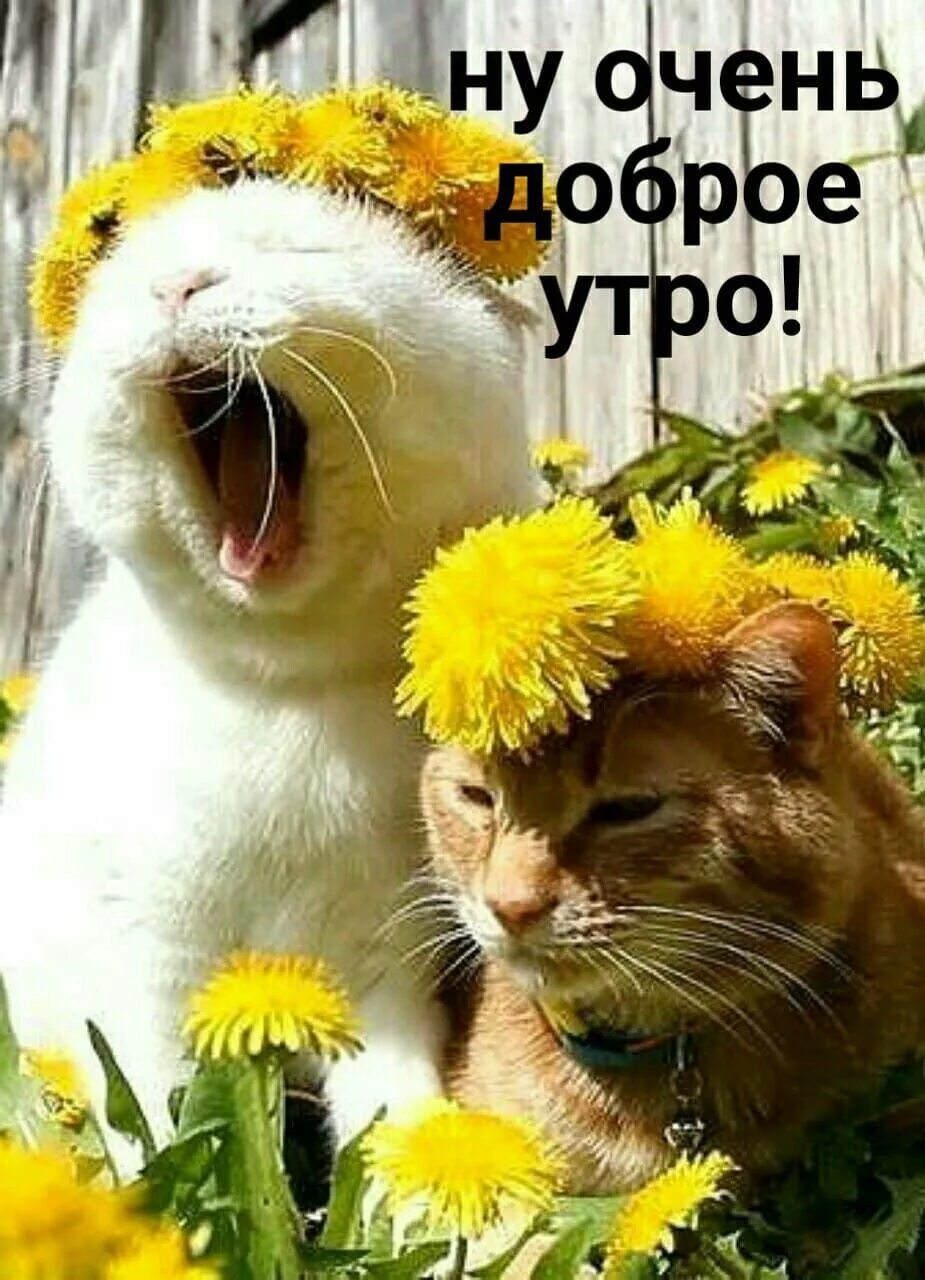 Позитивное утро картинки прикольные Pin on доброе утро Good morning, Animals, Women humor