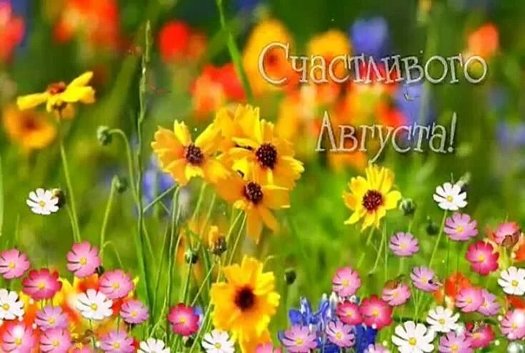 Позитивного лета картинки с пожеланиями Pin on Лето Plants, Garden