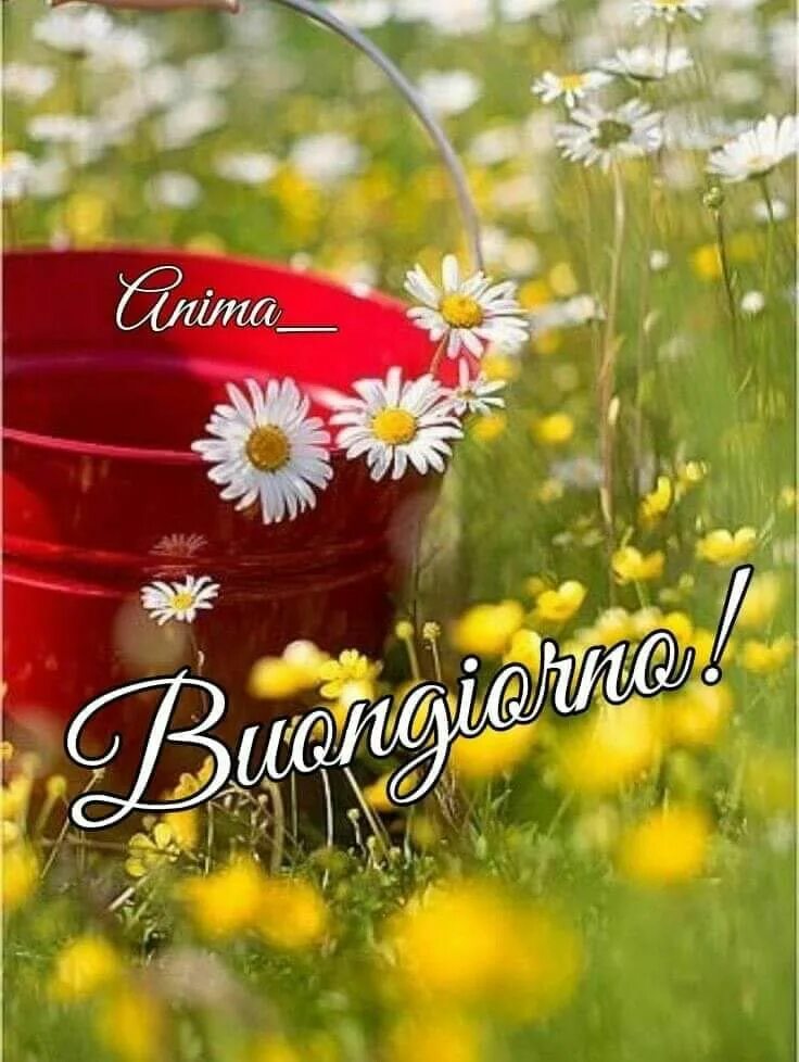 Позитивного летнего утра картинки Pin su Buongiorno !!! Buongiorno, Citazioni buongiorno