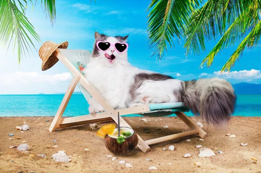 Позитивного отдыха картинки 6 Ways To Keep Your Cat Cool This Summer Cats, Cat breeds, Dogs and puppies