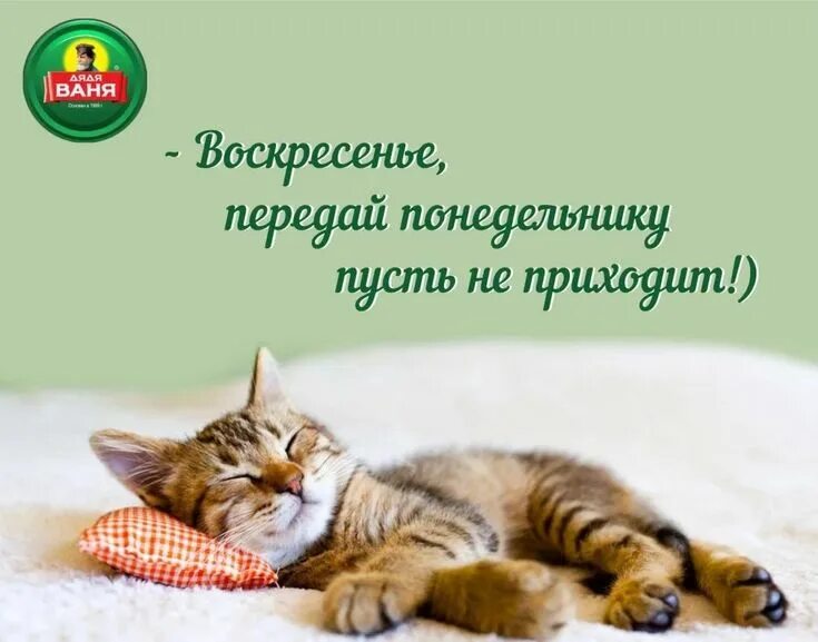 Позитивного утра картинки прикольные воскресенье Pin on Выходные дни Arar, Cats, Animals