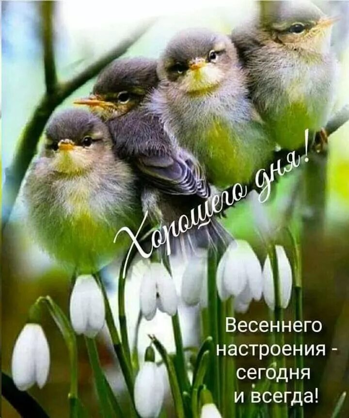 Позитивного весеннего дня картинки Открытки Beautiful birds, Good morning, Animals