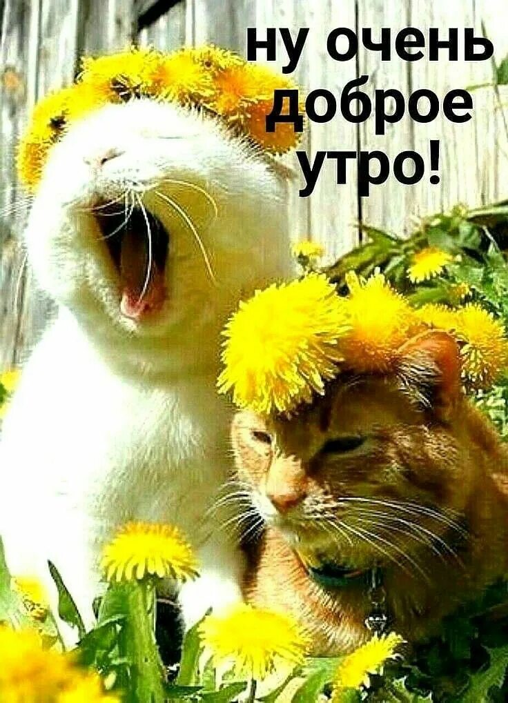 Позитивные картинки для настроения утро новые Pin on доброе утро Good morning, Women humor, Animals