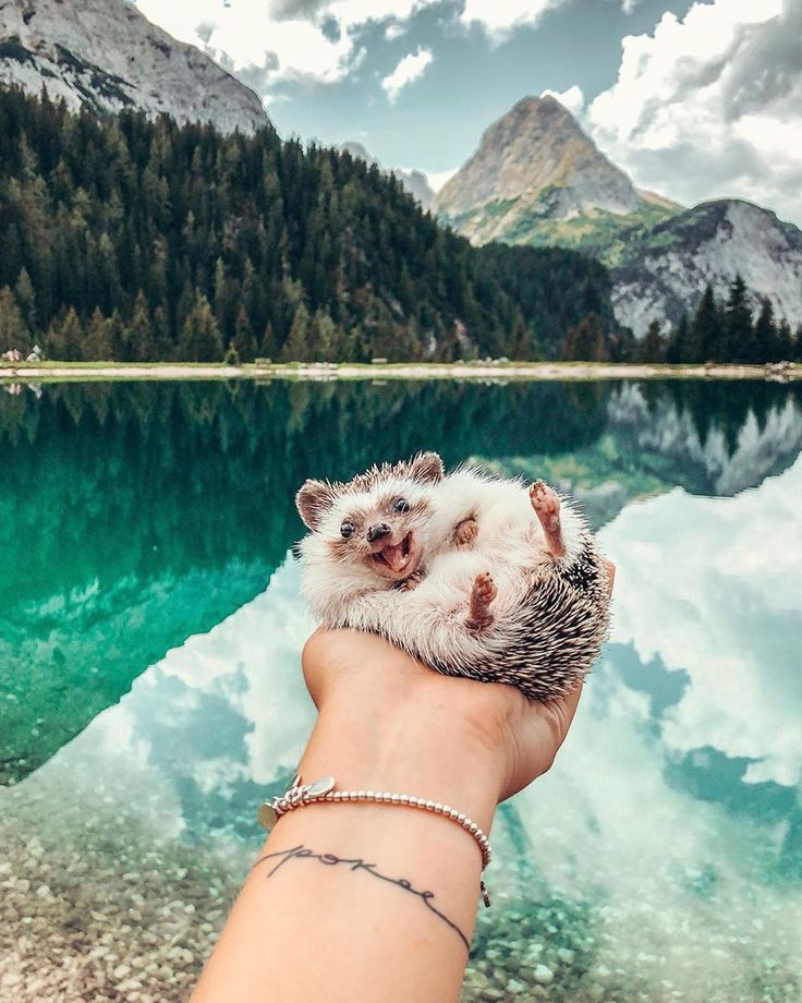 Позитивные картинки красивые необычные 8,396 Likes, 234 Comments - Wilderness Nation (@wildernessnation) on Instagram: 