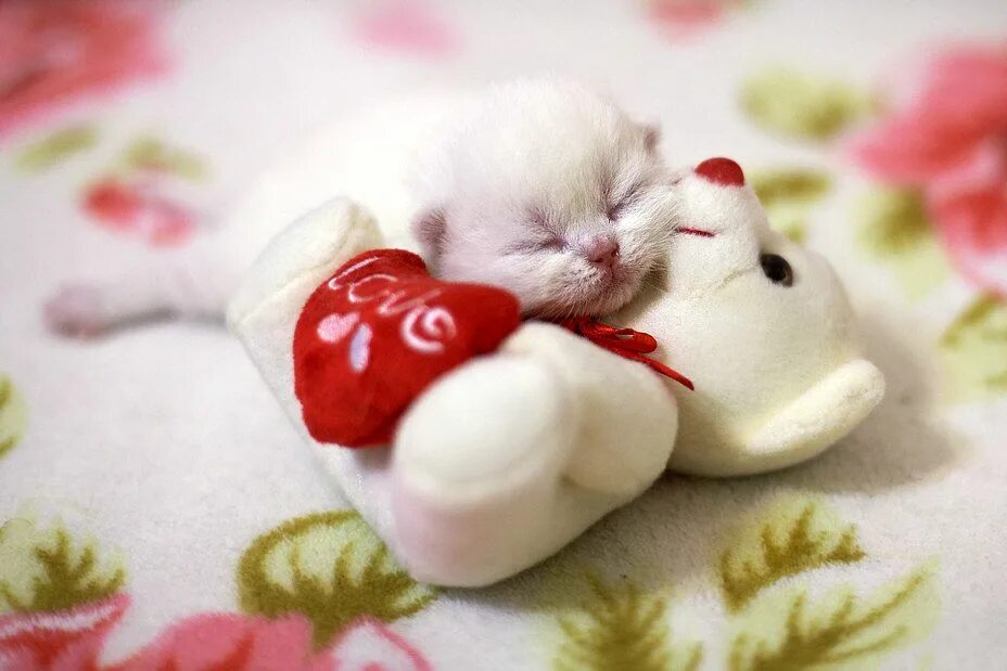 Позитивные картинки любимой девушке I'll melt your heart... Sleeping animals, Cute animal pictures, Kittens cutest