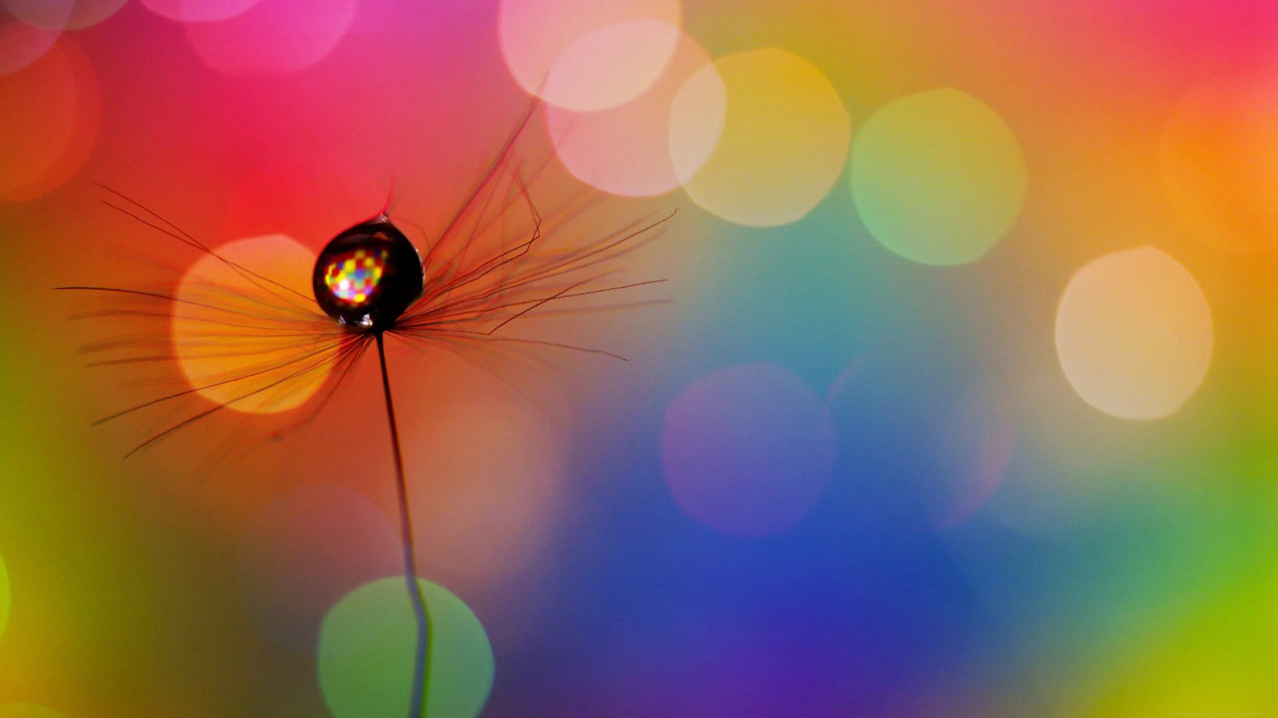 Позитивные картинки на рабочий экран Download wallpaper 2560x1440 dandelion, drop, multicolored, spots widescreen 16: