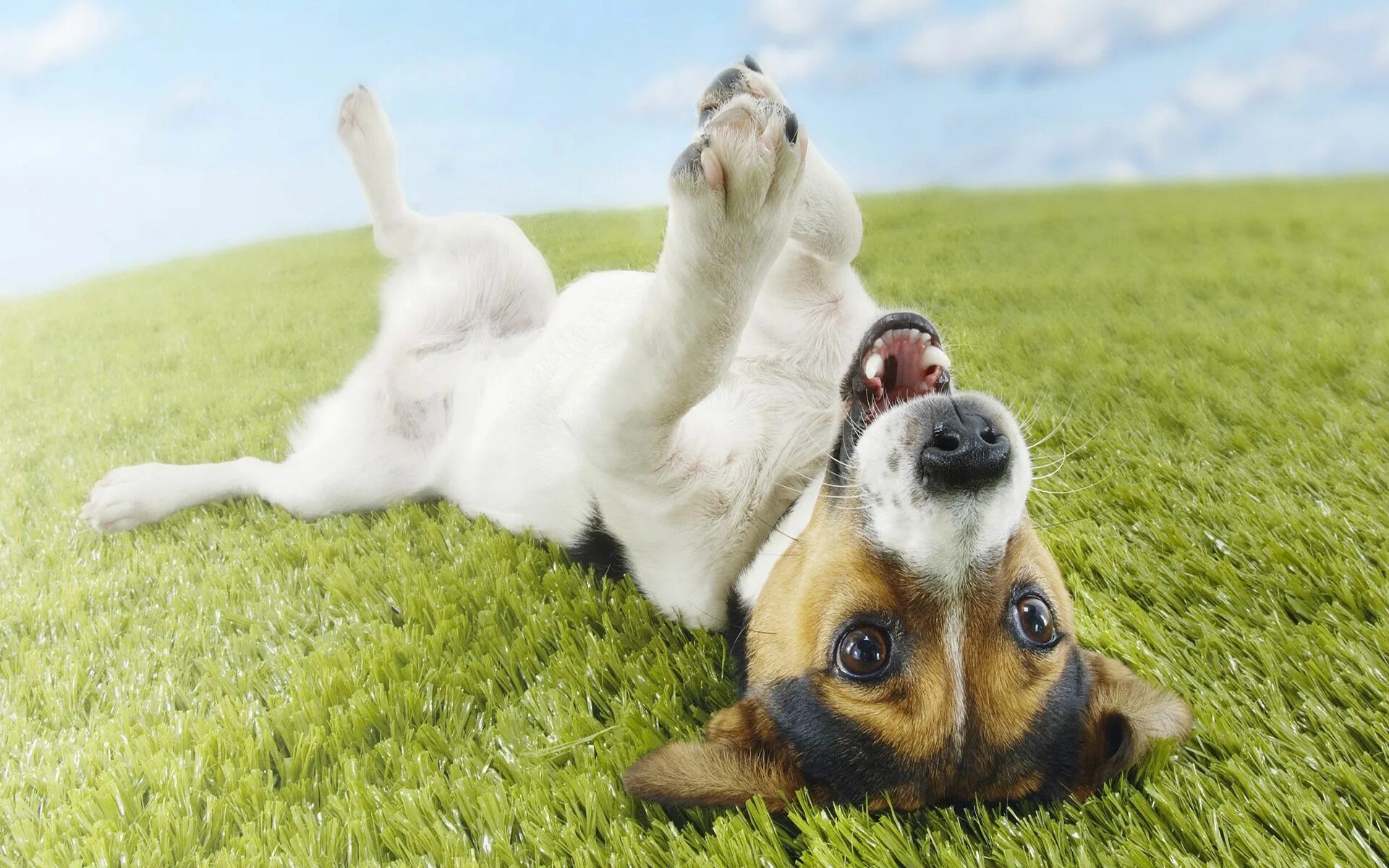 Позитивные картинки на рабочий экран playful-puppy-desktop-high-definition Jack russell terrier, Jack russell, Funny 