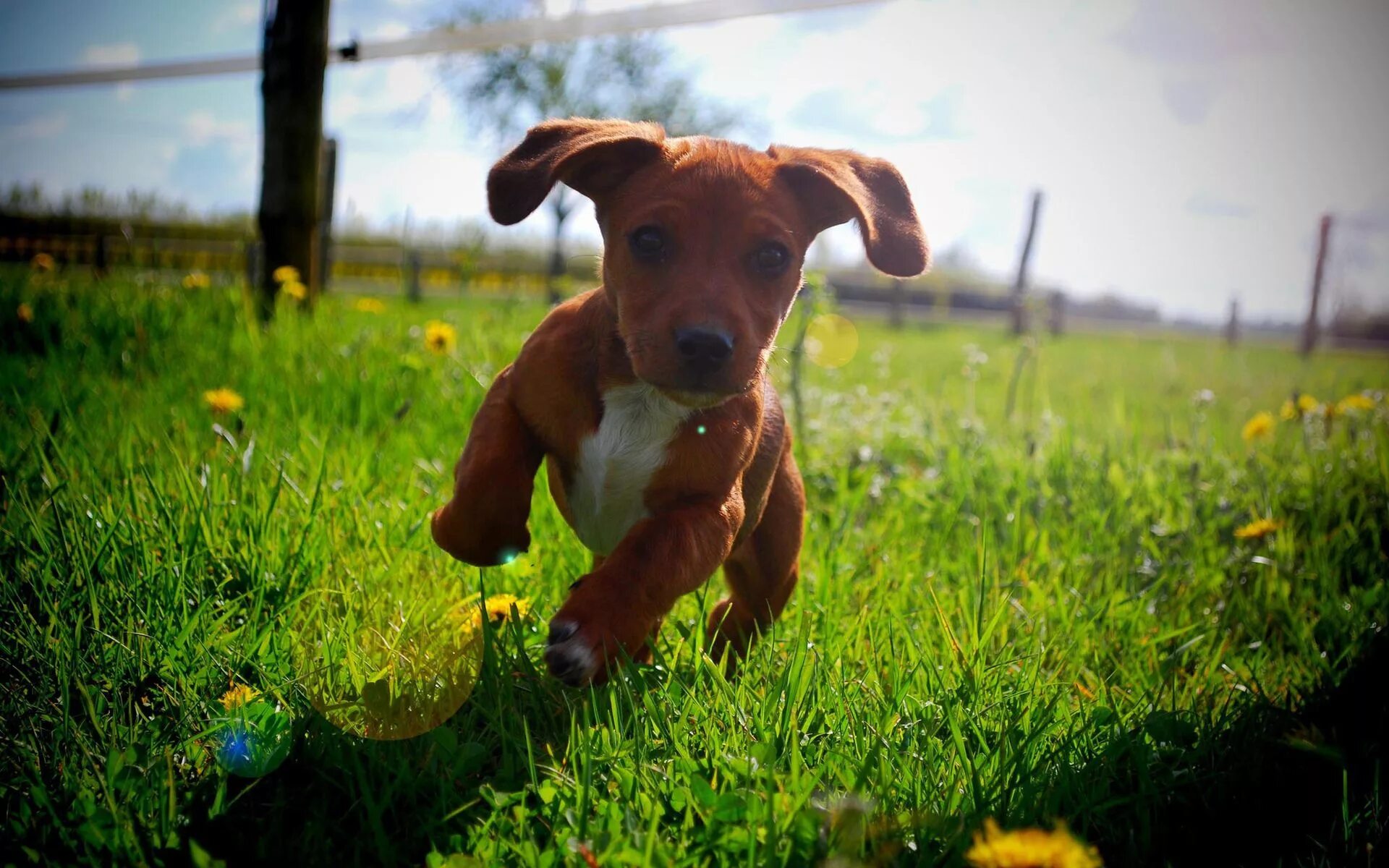 Позитивные картинки на рабочий стол A cute brown puppy running in the grass Счастливые собаки, Самые милые животные,